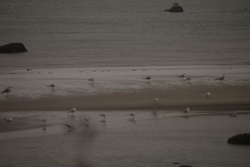 Seagulls on the sandbank by Bengt Schrum