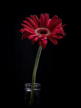 Gerbera #2