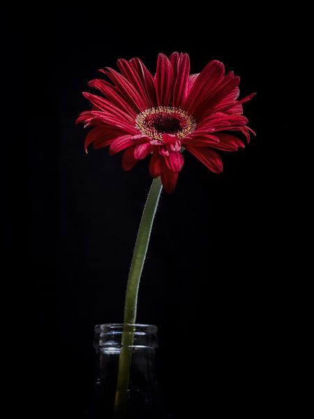 Gerbera #2 van Lex Schulte