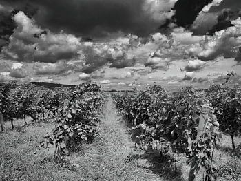 Dramatic clouds over the vineyard