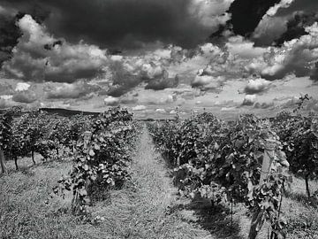 Dramatic clouds over the vineyard by Lakeside Explorer