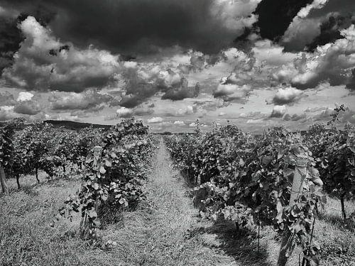 Dramatische Wolken über dem Weingarten