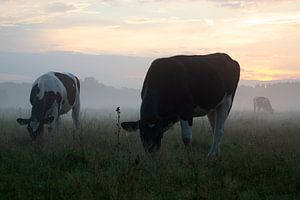 Kühe im Nebel in Brabant von Esther Wagensveld