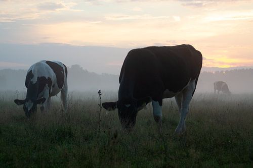 Koeien in de mist in Brabant