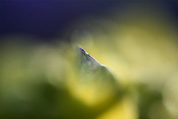 Flower petal of hydrangea by Hans Hoogerhuis