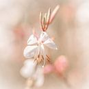 Soft fragile white flower with pink details by Dafne Vos thumbnail