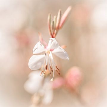 Zarte zerbrechliche weiße Blume mit rosa Details von Dafne Vos