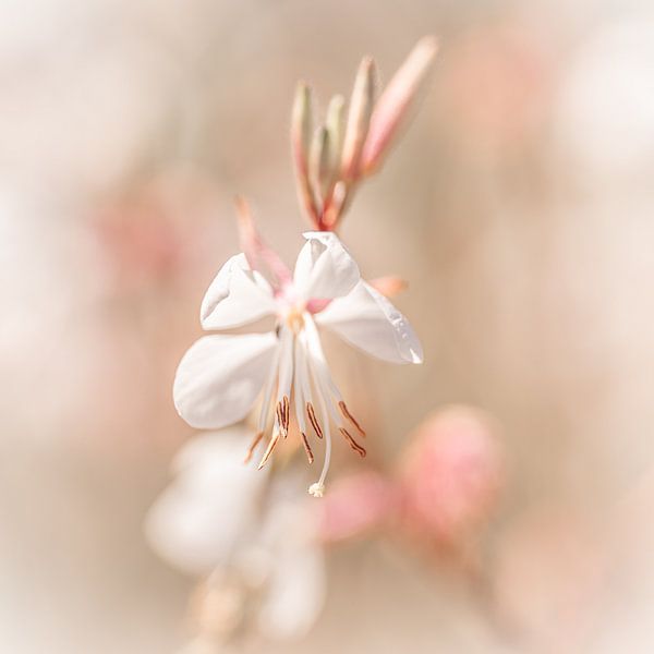 Soft fragile white flower with pink details by Dafne Vos