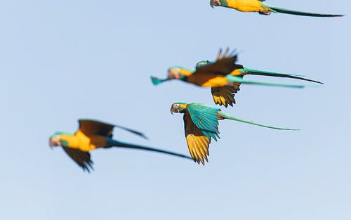 Een groep Blauwkeelara's in vlucht