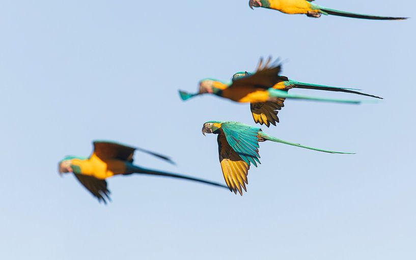 A group of Blue-throated Macaws in flight by Lennart Verheuvel