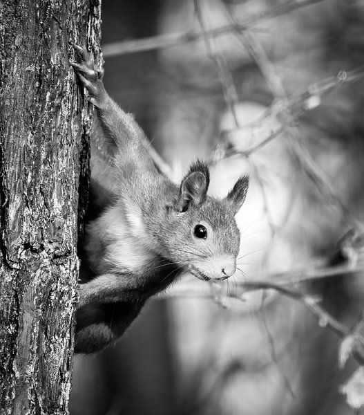 Porträt eines Eichhörnchens in Schwarzweiß von Marjolein van Middelkoop
