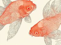 Koi carp in orange