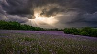 The calm before the storm by Andre Michaelis thumbnail