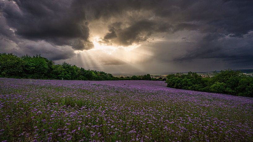 The calm before the storm by Andre Michaelis