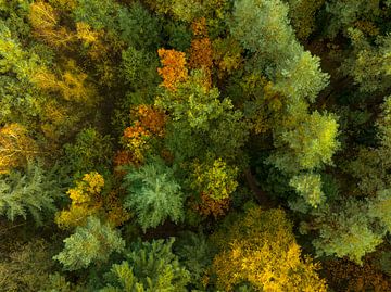 Herfstbos met kleurrijke bladeren van bovenaf gezien