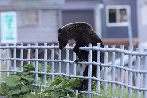 Ussuri bruine beer Ursus arctos lasiotus. Shiretoko Nationaal Park. Schiereiland Shiretoko. Hokkaido. Japan.
