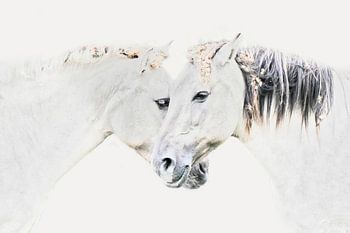 Chevaux koniks en highkey