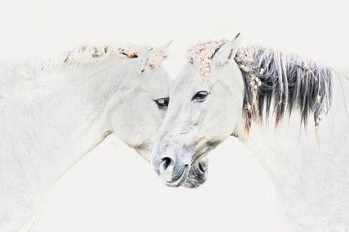 Konik horses in highkey