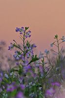 Radish flowers