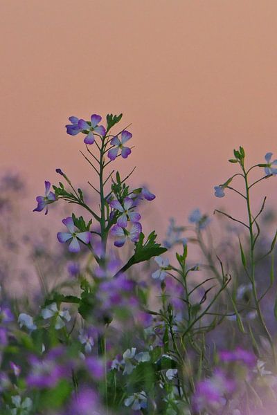Radieschenblüten von Ton Wever