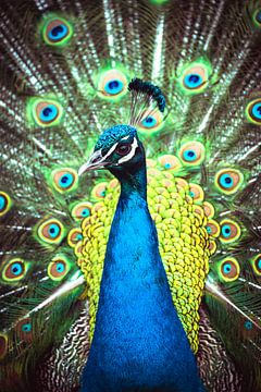 Peacock face by Kaylee Verschure