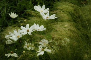 Sommerwind