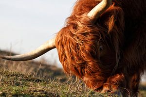 Portret van  Schotse Hooglander