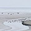 Waddenzicht bij de Zwarte Haan, Friesland van ArtelierGerdah