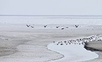 Waddenzicht bij de Zwarte Haan, Friesland van ArtelierGerdah thumbnail