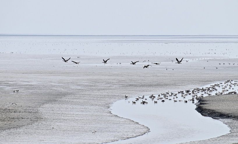 Waddenzicht bij de Zwarte Haan, Friesland van ArtelierGerdah