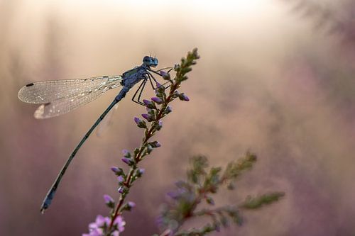 Dame dans la bruyère
