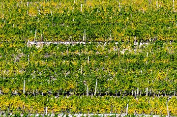 vineyard by Leopold Brix