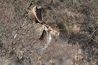 Fallow deer with big impressive antlers