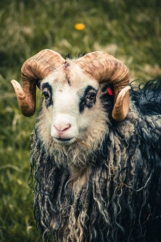 Ram met hoorns op de Faeröer Eilanden