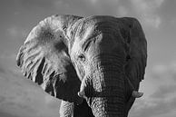 Bedrohlicher Elefant von Adri Klaassen Miniaturansicht
