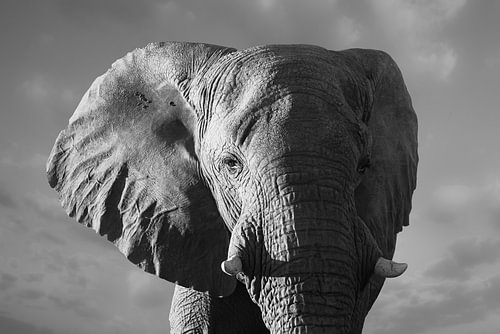 Bedrohlicher Elefant