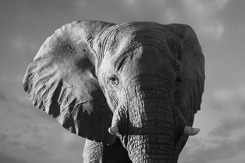 Bedrohlicher Elefant von Adri Klaassen