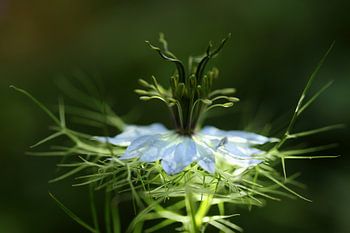 Kleine Miss in 't green