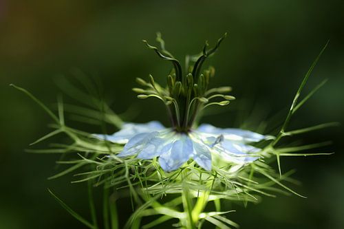 Juffertje in 't groen