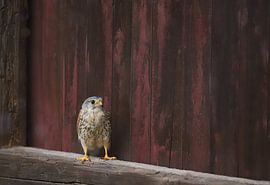 Wanderfalke Jungvogel von Heike Hultsch