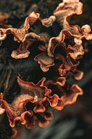 macro