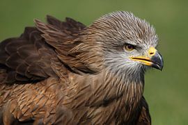 Milan noir (Milvus migrans) sur Ronald Pol