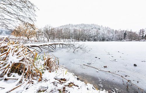 Bevroren vijver Observant