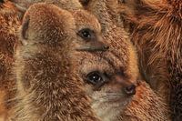 Erdmännchen Familie zusammen