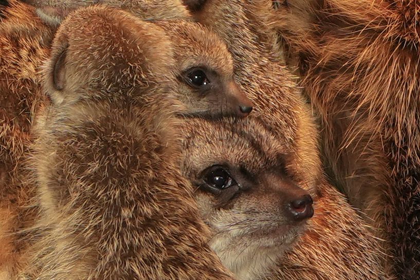 Famille de suricates ensemble par Isabella Robbeson