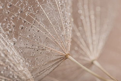 Pastelkleurige close-up: pluisjes van de morgenster met druppeltjes
