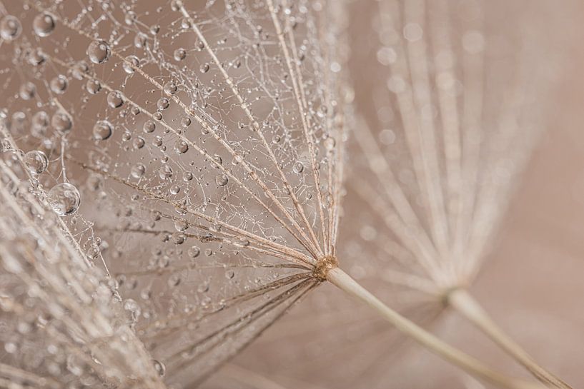 Pastel close-up: fluffy morning star with droplets by Marjolijn van den Berg