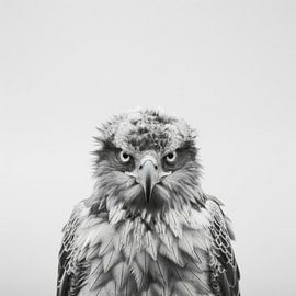 Adler von Poster Art Shop