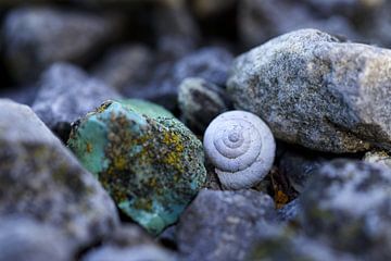 Coquille d'escargot sur Hans Hoogerhuis