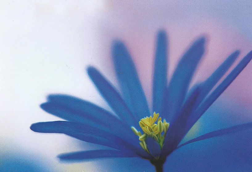 Blaue Aster von David Potter